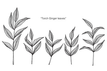 Torch ginger leaf drawing illustration with line art on white backgrounds.