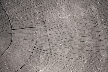 Fototapeta premium Stump background texture