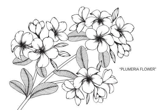 Plumeria flower and leaf drawing illustration with line art on white backgrounds.