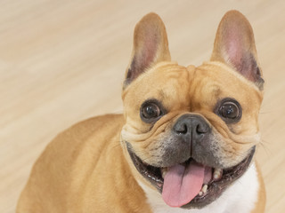 Fototapeta premium Set of young puppy french bulldog playing and activity around the house both indoor and outdoor