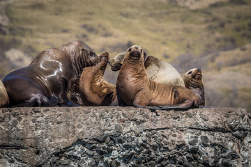Fototapeta premium Sea lions onshore