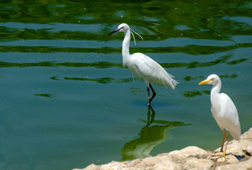 Snowy egret (Egretta thula) or small white heron on pond