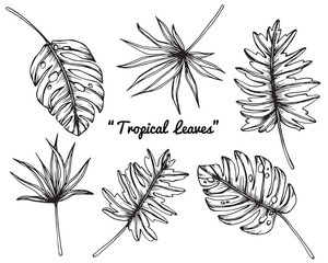 Collection set of Tropical flower and leaves drawing illustration. © suwi19