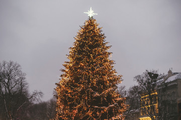 Stylish christmas tree with golden lights and illuminated star on top in european city center. Holiday market in city street. Space for text. Big Christmas tree in downtown in Lviv © sonyachny