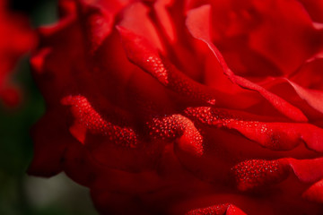 close-up petals beautiful rose with water drops