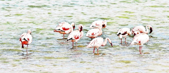 Obraz premium aflock of lesser Flamingos feeding early in the morning