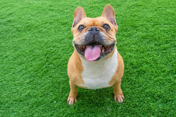 Fototapeta premium Set of young puppy french bulldog playing and activity around the house both indoor and outdoor