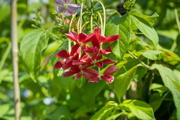 Combretum indicum, also known as the Rangoon creeper or Chinese honeysuckle