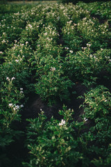 Fototapeta premium A Flowering potatoes in the summer day