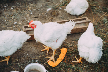 white hens on the farm. chickens. bird flu