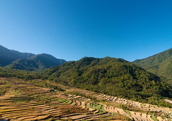 Terrace paddy fields, Khonoma Village, Nagaland, India