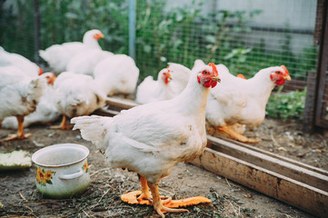 white hens on the farm. chickens. bird flu