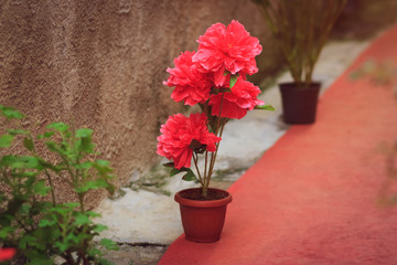 Pink blossom flowers in pot on street of old Italy town. Floral decoration of pavement closeup.