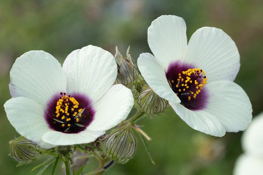 Hibiscus cannabinus Amethyst in Wei&szlig; Makro