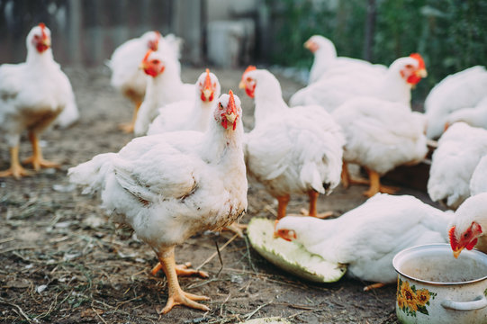 broiler chickens. chicken farm. bird flu. chicken meat