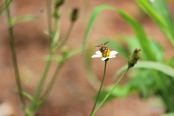 bee