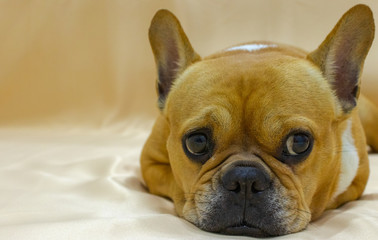 Set of young puppy french bulldog playing and activity around the house both indoor and outdoor