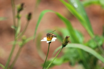 bee on flower