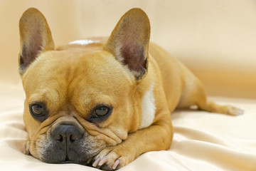 Set of young puppy french bulldog playing and activity around the house both indoor and outdoor