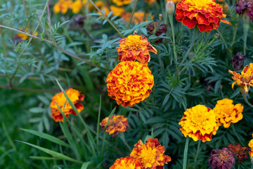 Flowers in the garden. Fiery orange marigold on a sunset.