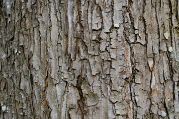 .Close up tree bark texture as a wooden background.