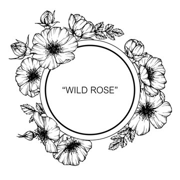 Wild rose flower drawing illustration with line art on white backgrounds.