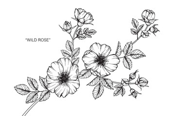 Wild rose flower drawing illustration with line art on white backgrounds. - obrazy, fototapety, plakaty