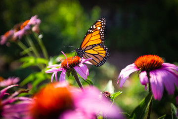 monarch on a flower