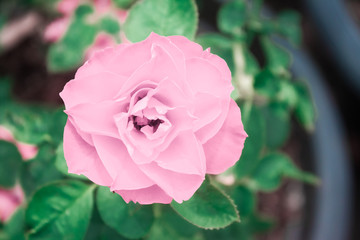 Pink rose flower