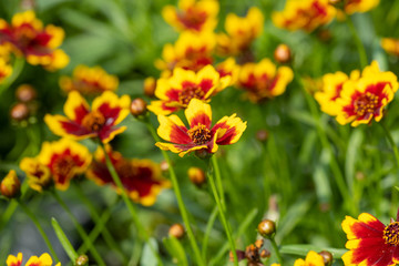 Coreopsis or calliopsis and tickseed flowers grown in greenhouse