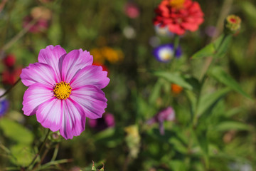 Single cosmos flower head in pink and white. Space for text. 