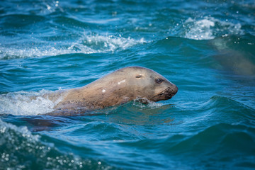 Obraz premium Sea lions in the sea, Sakhalin island, Russia.