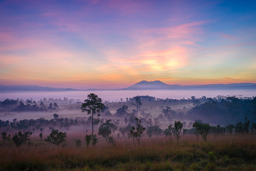 Beautiful Sunrise Landscape of forest , pine tree , mountain in a misty early morning