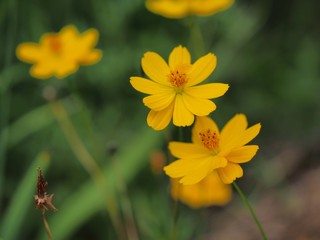 キバナコスモスの花