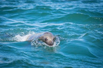 Obraz premium Sea lions in the sea, Sakhalin island, Russia.