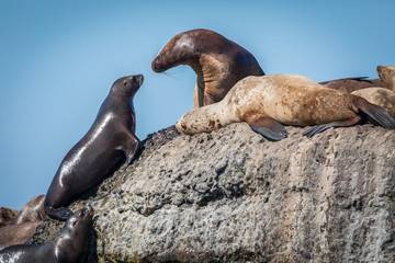 Sea lions onshore, Sakhalin island, Russia.
