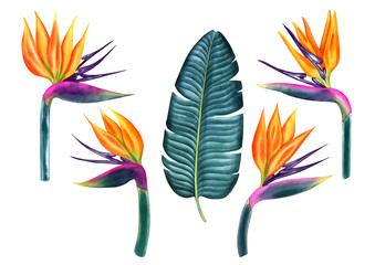 Fototapeta na wymiar Watercolor painted strelitzia flower. Can be used as print, postcard, invitation, greeting card, packaging design, element design and so on.