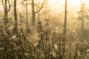 Obraz premium yellow sunrise in the forest