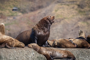 Fototapeta premium Sea lions onshore, Sakhalin island, Russia.