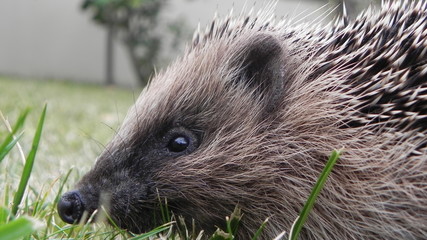 herisson /  hedgehog