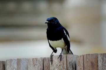 Magpie Robin 