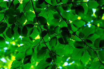 Fototapeta na wymiar Leaves of Green