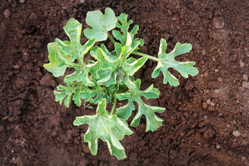 Young watermelon seedlings growing on the vegetable bed. Top view