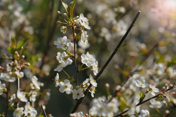 Blooming cherry tree in the garden. Cherry flowers close up.