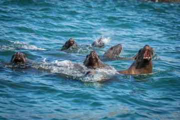 Sea lions in the sea, Sakhalin island, Russia.