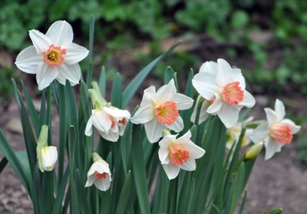 Narzissen im Frühling