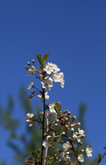 Blooming cherry tree in the garden. Cherry flowers close up.