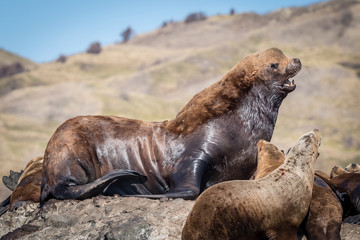 Sea lions onshore, Sakhalin island, Russia.