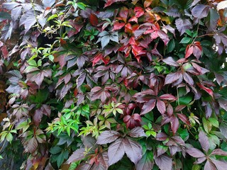 red flowers in the garden