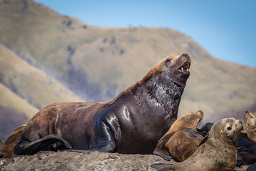 Sea lions onshore, Sakhalin island, Russia.